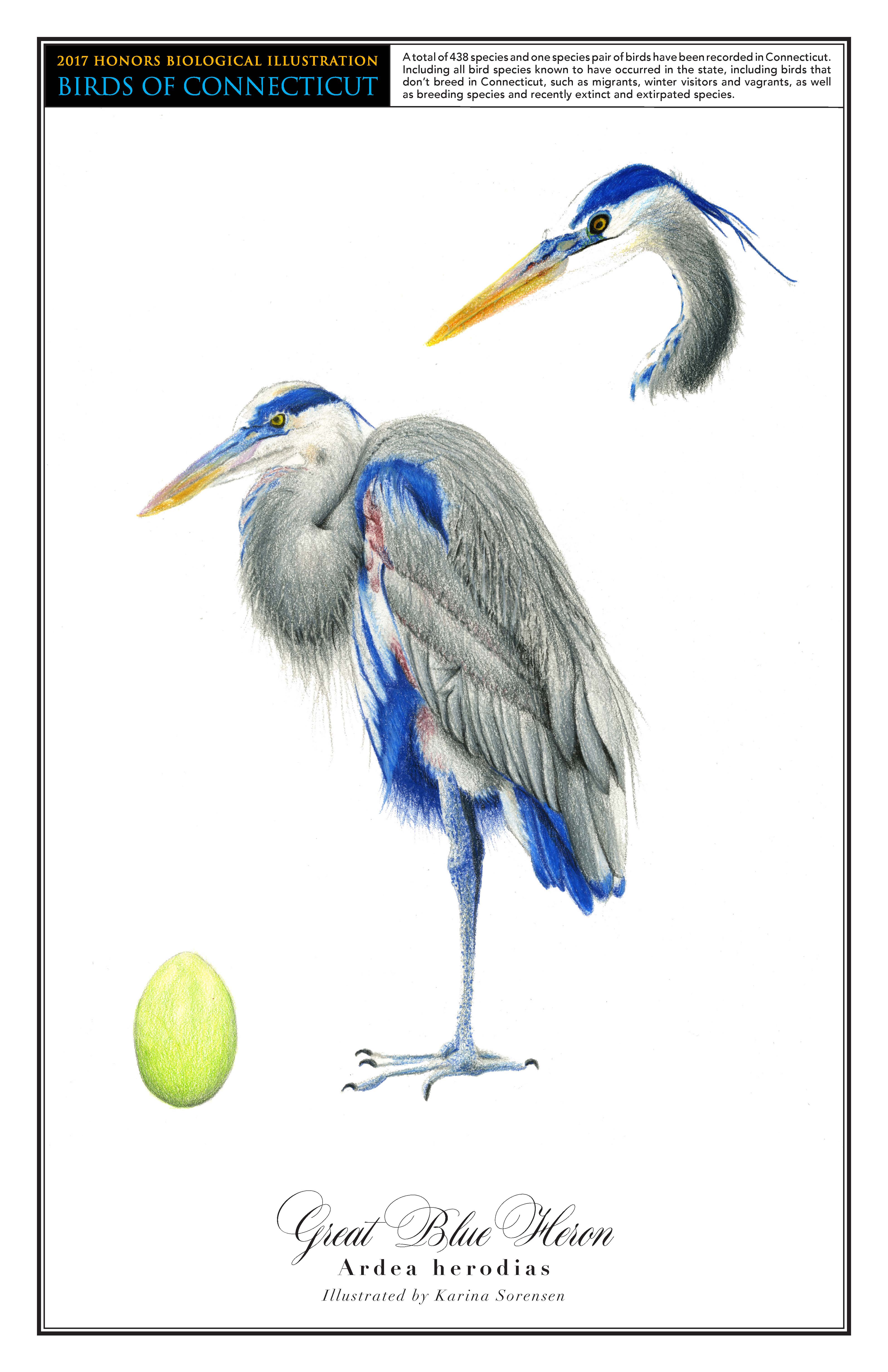 Karina-Great Blue Heron