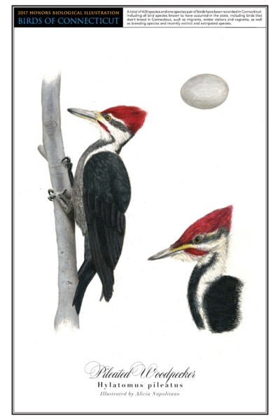alicia-pileated woodpecker 1