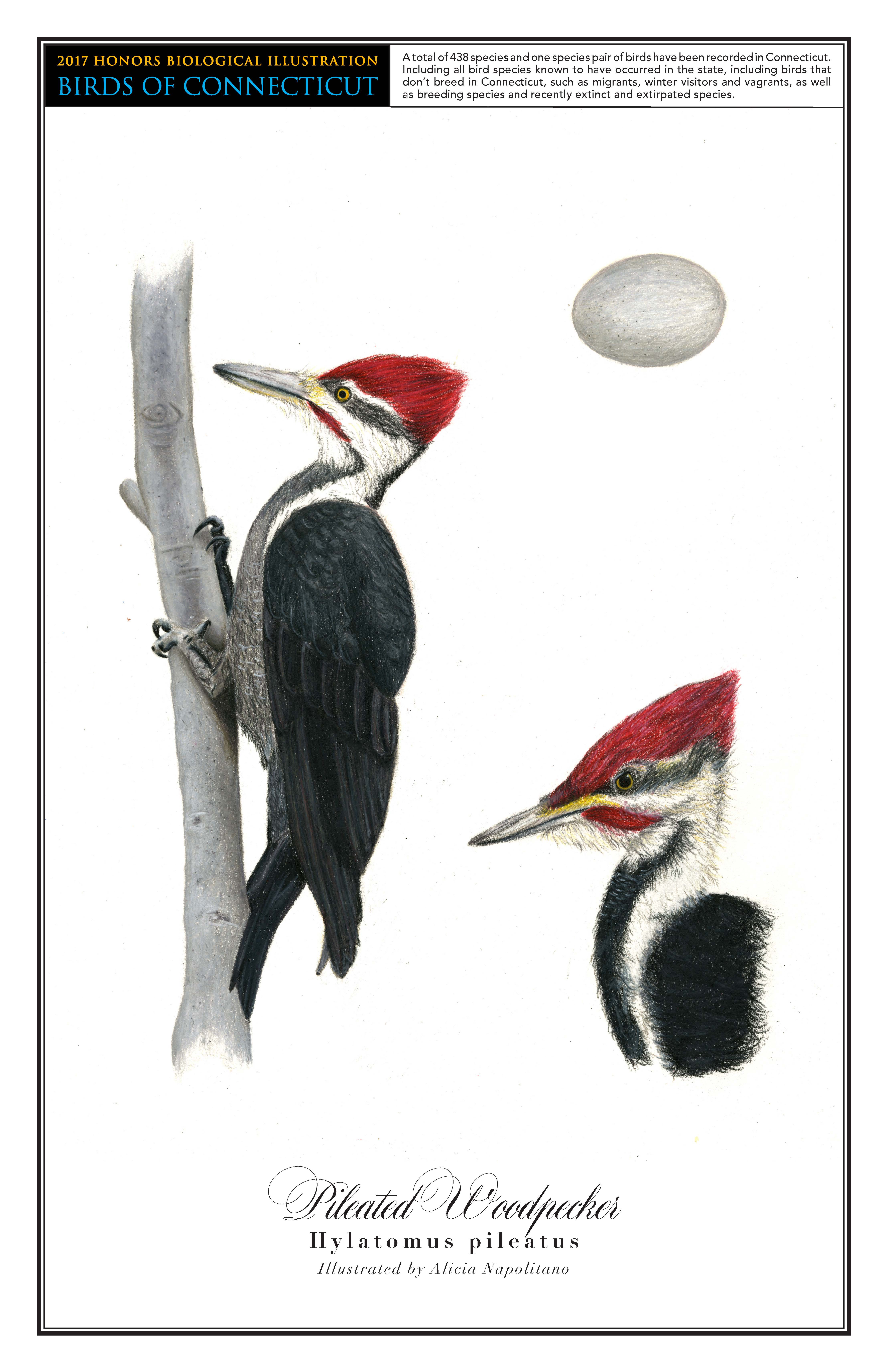 alicia-pileated woodpecker 1