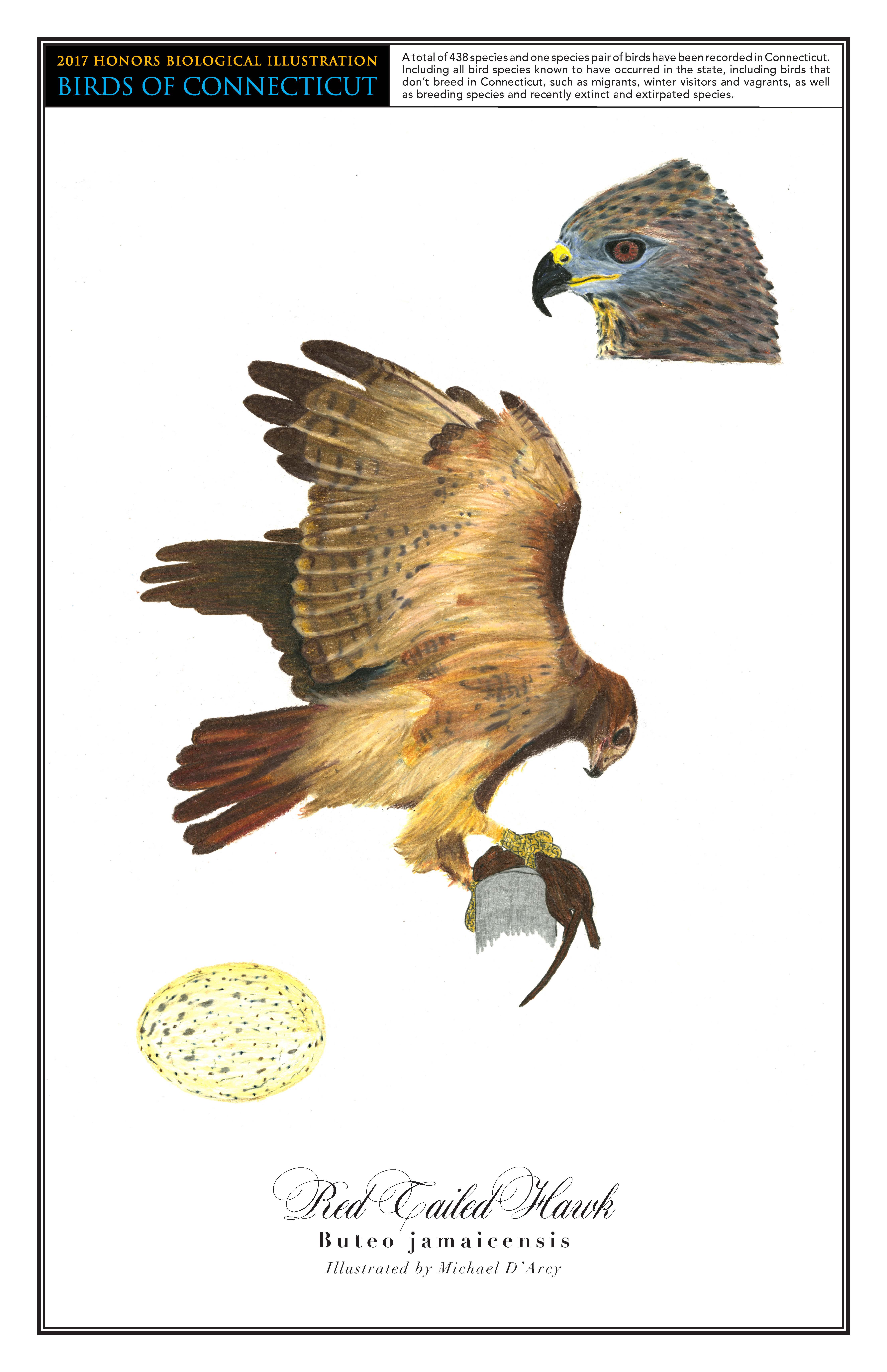 d’arcy-redtailed hawk