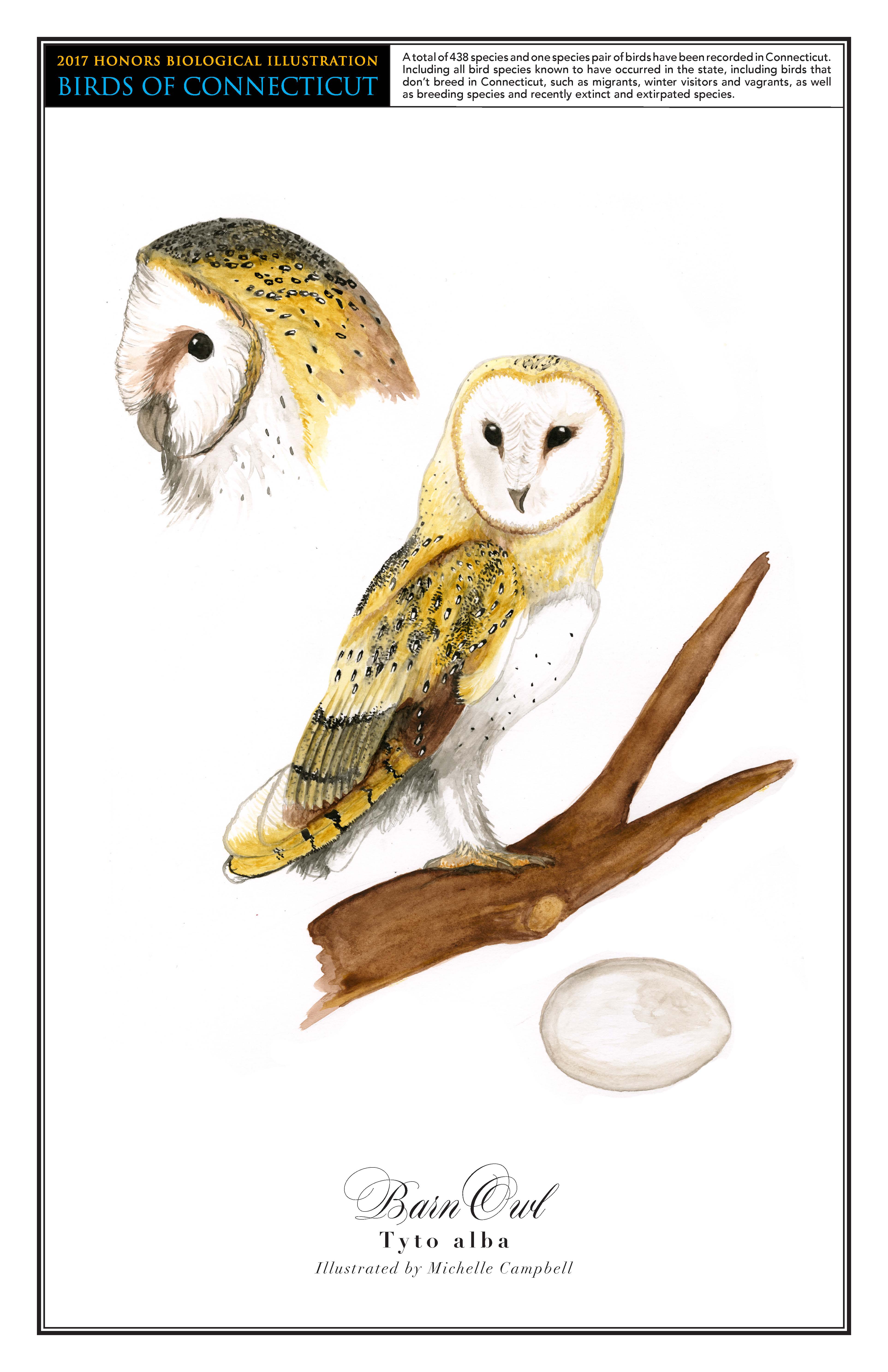 michelle-barn owl