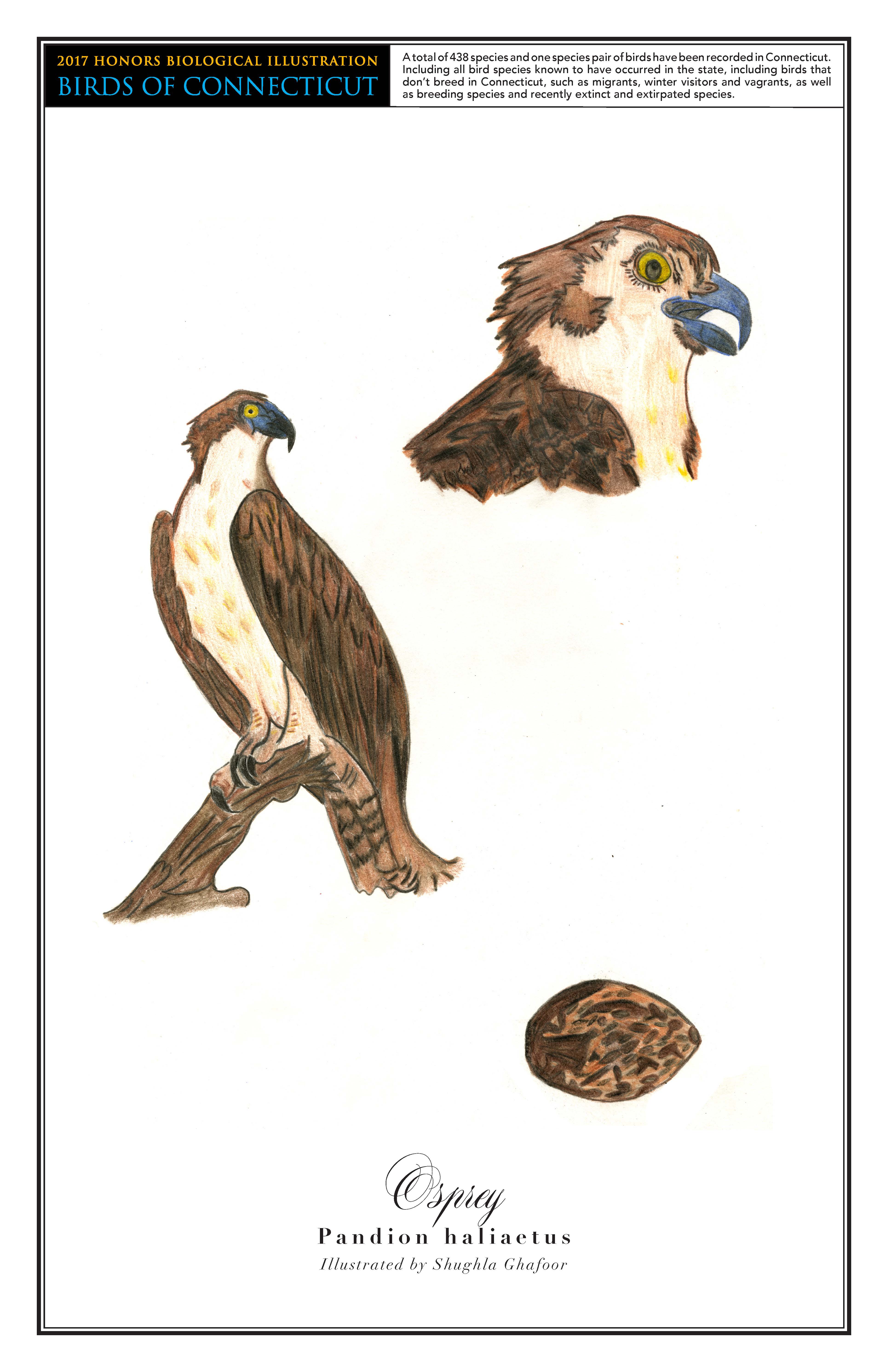 shughla-osprey